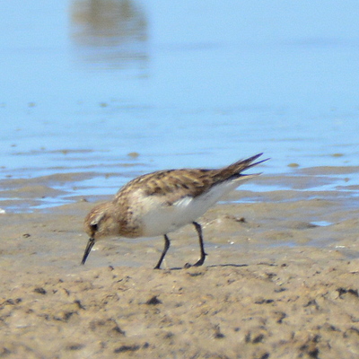 Pectoral Sandpiper